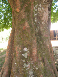 Paque