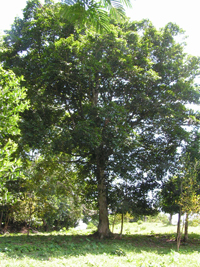 Pentetomate