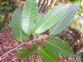 Pentetomate