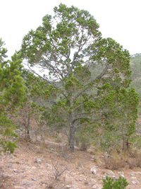 Piñonero