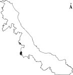 Piñonero