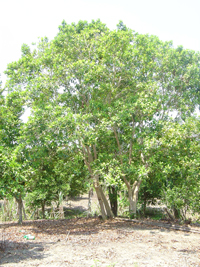 Pimienta