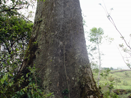 Roble