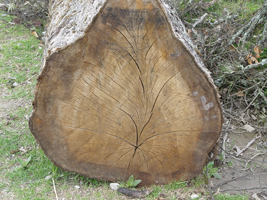 Roble