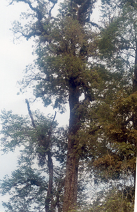 Roble