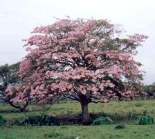Roble
