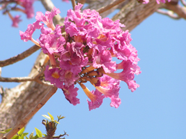 Roble