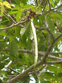 Roble