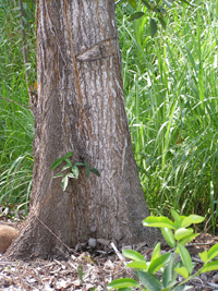 Roble
