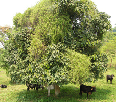 Sabino
