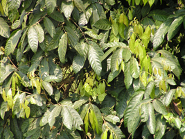 Sabino