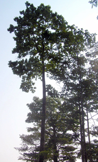 Solerilla