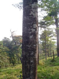 Solerilla