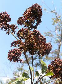 Solerilla