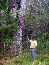 Tachuelillo