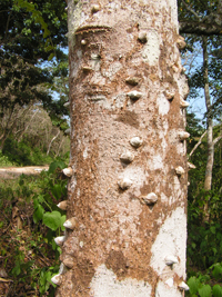 Tachuelillo