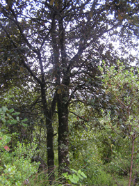 Tamaláhuatl