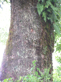 Tamaláhuatl