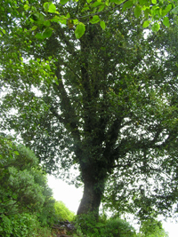 Tamaláhuatl