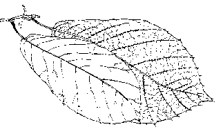 Tamaláhuatl