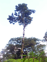Tepesín