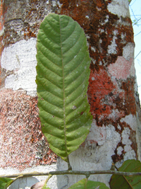 Tepesín