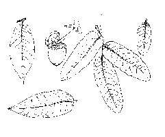 Tlapaláhuatl