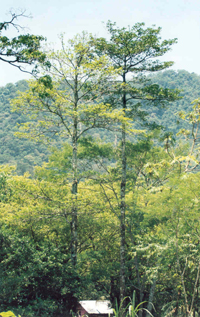 Xochicuáhuitl