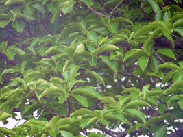 Xochicuáhuitl