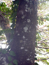 Xochicuáhuitl