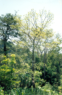 Xochicuáhuitl
