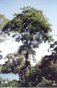 Los Tuxtlas