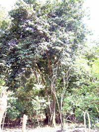 Zapote Cabello
