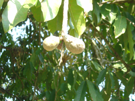 Zapote Cabello