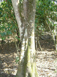 Zapote Cabello
