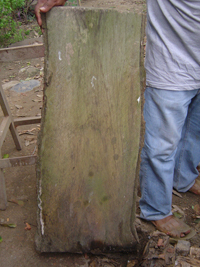 Zapote Cabello