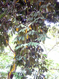 Zapote Cabello