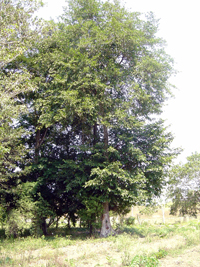 Zapote Chico