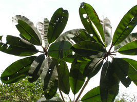 Zapote Chico