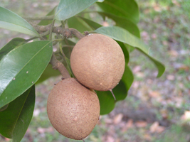 Zapote Chico