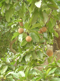 Zapote Chico