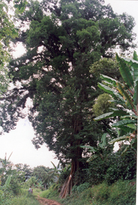 Zempoaléhuatl