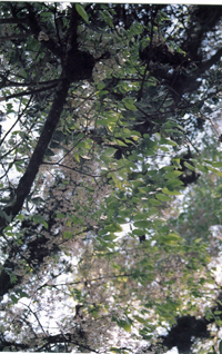 Zempoaléhuatl