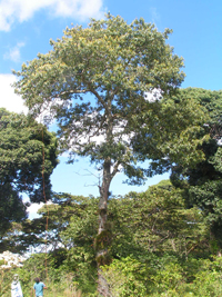 Zopilote